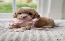 Cavapoochon dogs for sale: Cavapoochon puppies - Image 25