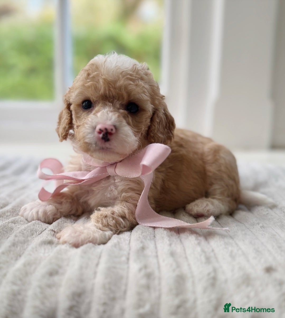 Cavapoochon dogs for sale: Cavapoochon puppies - Image 25