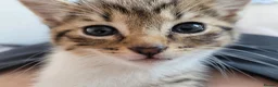 Russian Blue cats for sale: Beautiful little girl  - Advert 2