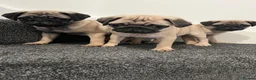 Pug dogs for sale: Pug puppies 🐶.  - Advert 3