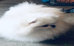 Pomeranian dogs for sale: Stunning Kc-reg boys 🌟🌟🌟🌟🌟 - Image 11