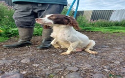 English Springer Spaniel dogs for sale: Springer spaniel pups  - Image 9