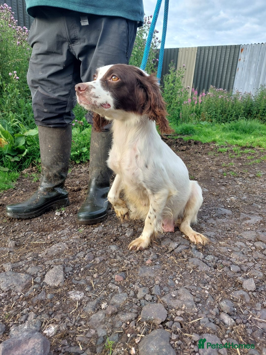 English Springer Spaniel dogs for sale: Springer spaniel pups  - Image 9