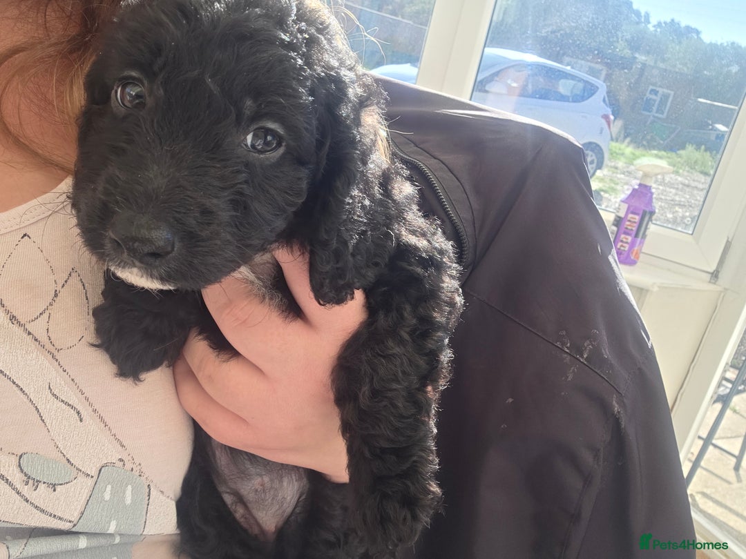 Cockapoo dogs for sale: Beautiful Female Cockapoo - Image 4