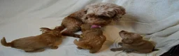 Cockapoo dogs for sale: Cockapoo Puppies - 3 Boys & 3 Girls in Benfleet - Advert 14