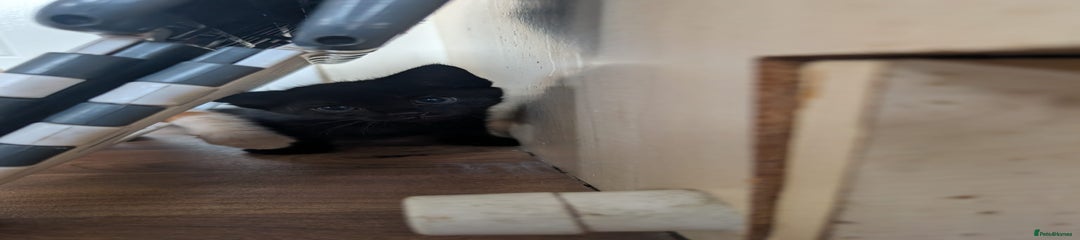 Mixed Breed Kitten 2