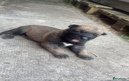 Belgian Shepherd Dog dogs for sale: Stunning Pure Belgian Malinois Pups - Image 12