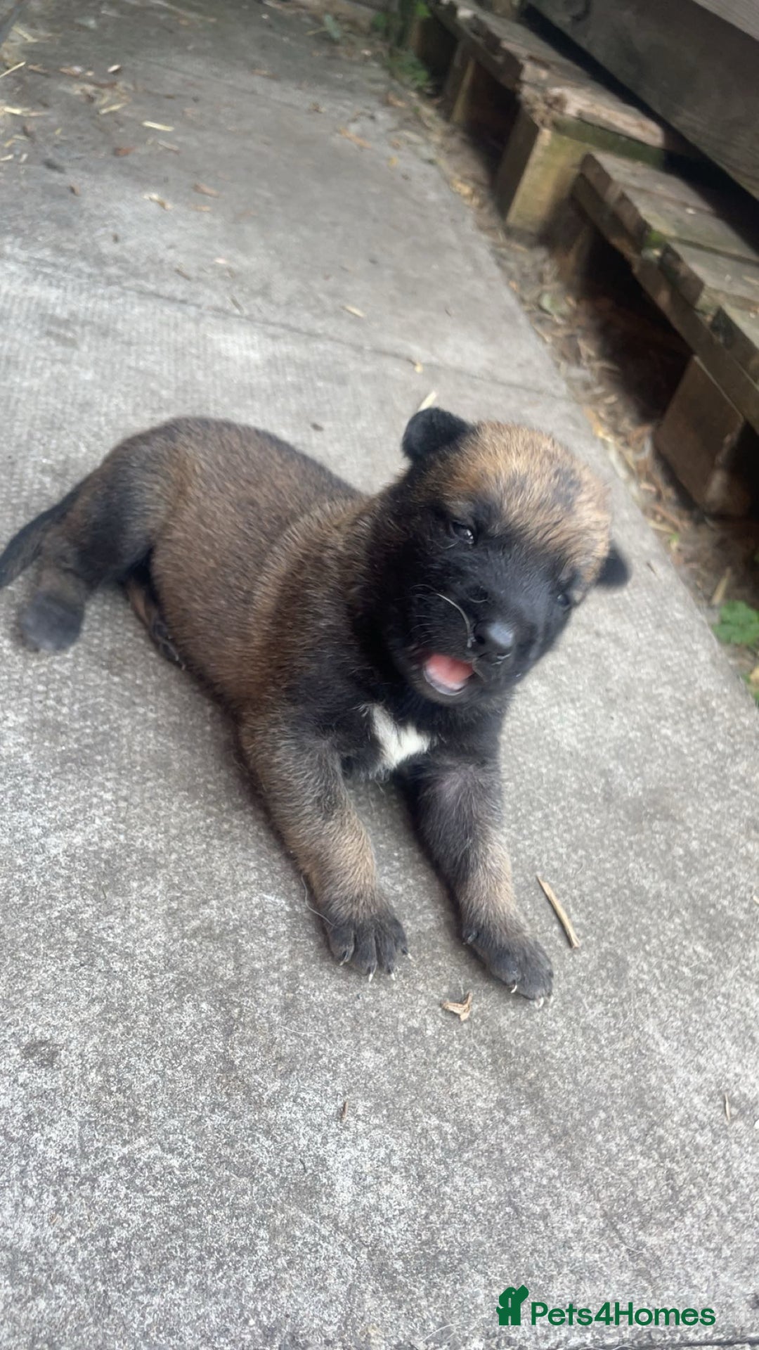 Belgian Shepherd Dog dogs for sale: Stunning Pure Belgian Malinois Pups - Image 12
