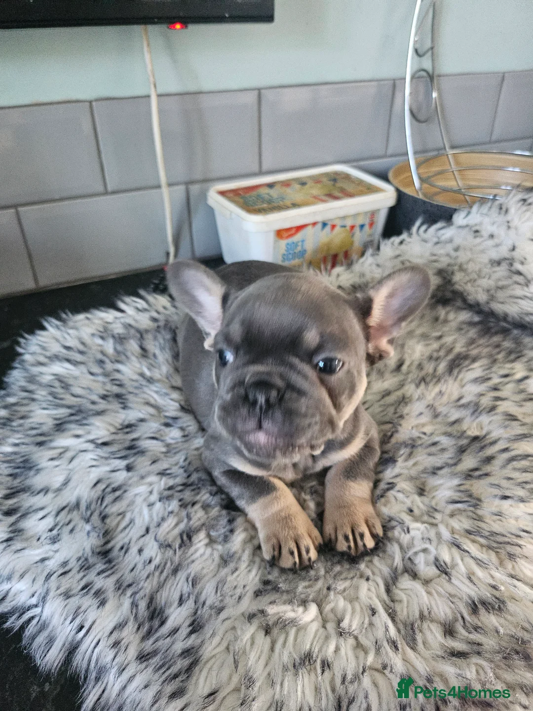French Bulldog dogs for sale: French Bulldog Puppies - Advert 2