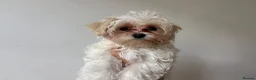 Maltipoo dogs for sale: Toy Size maltipoo boys in London - Advert 18