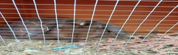 Dwarf Lop rabbits for sale: Absolutely gorgeous chocolate dwarf lop for sale🤎 - Advert 5