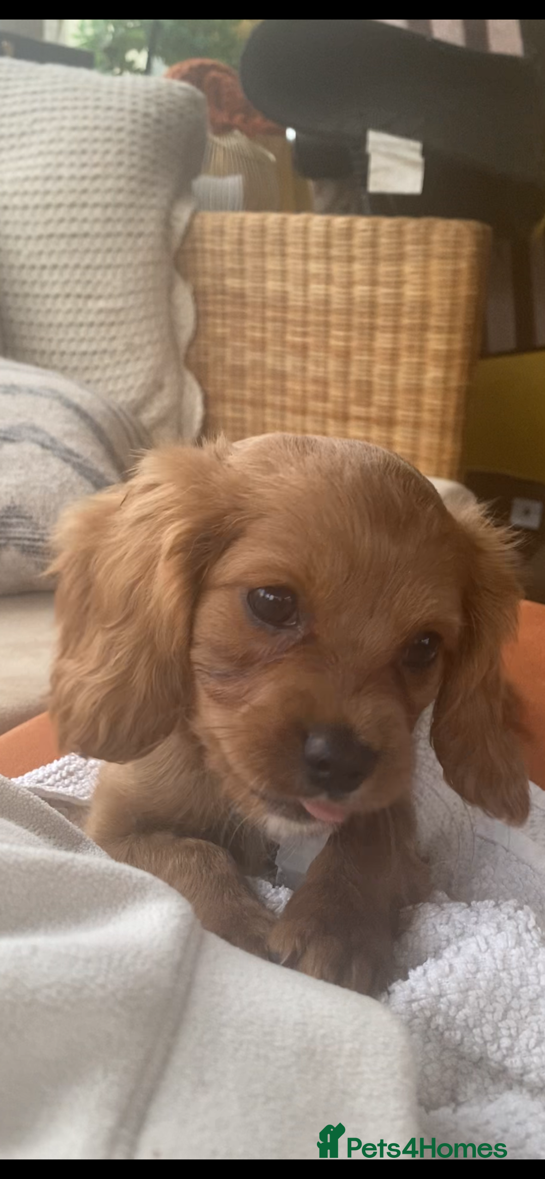 Cavapoo dogs for sale: Beautiful deep red cavapoo boy - Advert 7