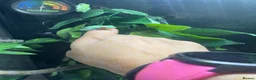 Frog reptiles for sale: 6 red eye tree frogs and enclosure  - Advert 6