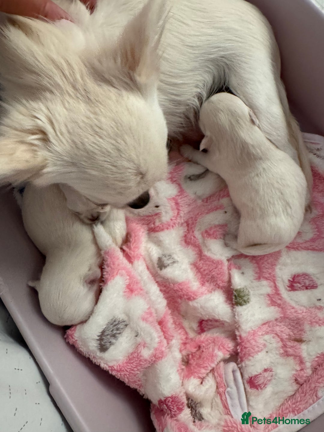 Chihuahua dogs for sale: KC qulity LC cream/white chihuahua puppies  - Image 16