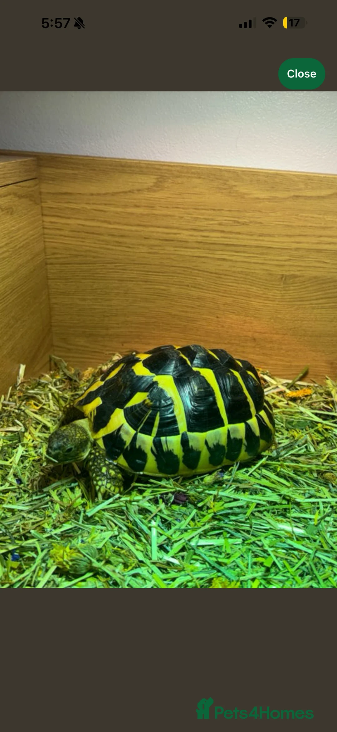 Tortoise reptiles for sale: Herman tortoise - Advert 3