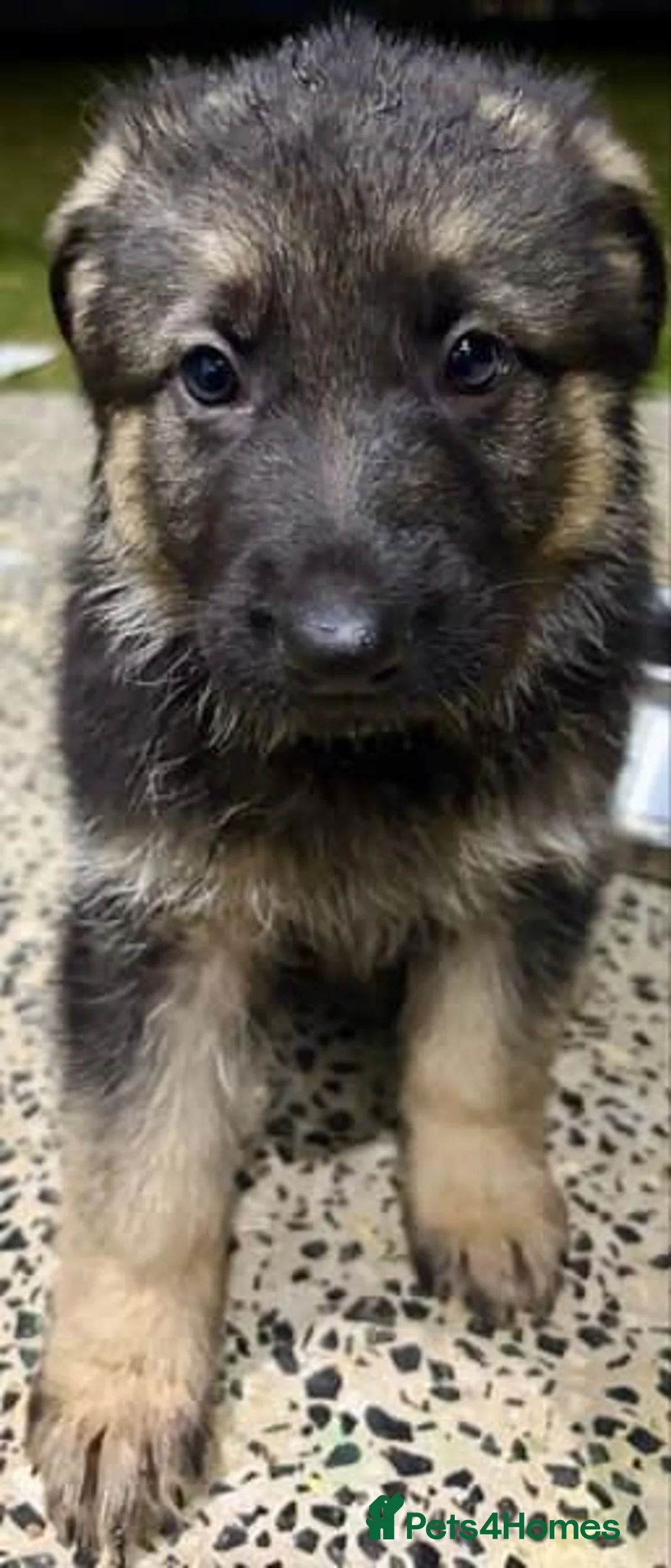 German Shepherd dogs for sale: German Shepherd Puppies Looking for Loving Homes - Advert 1