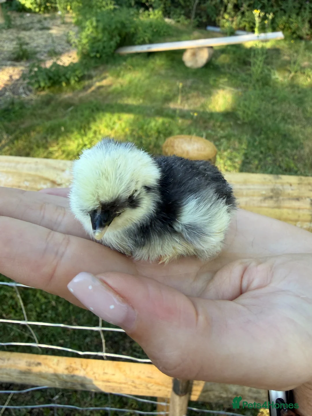 Chickens poultry for sale: Mixed Chicks - Advert 4