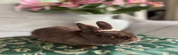 Netherland Dwarf rabbits for sale: Buns for rehoming 5* free roam homes only please - Advert 5