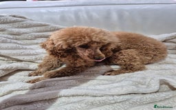 Miniature Poodle dogs for sale: Stunning mini red poodle  - Image 2