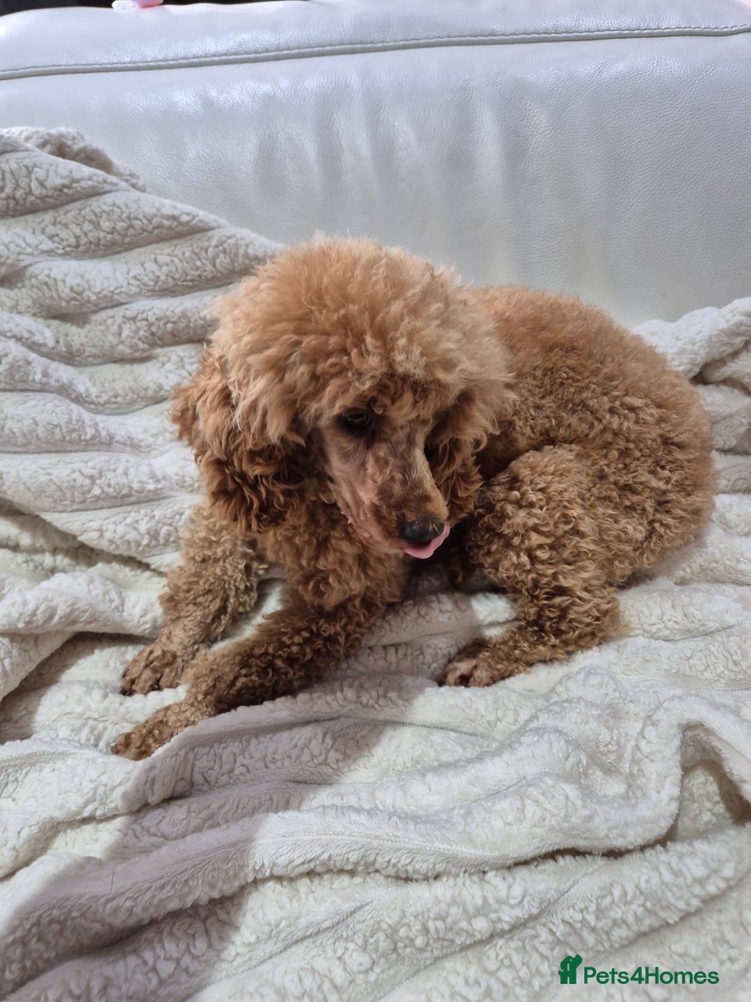 Miniature Poodle dogs for sale: Stunning mini red poodle  - Image 2