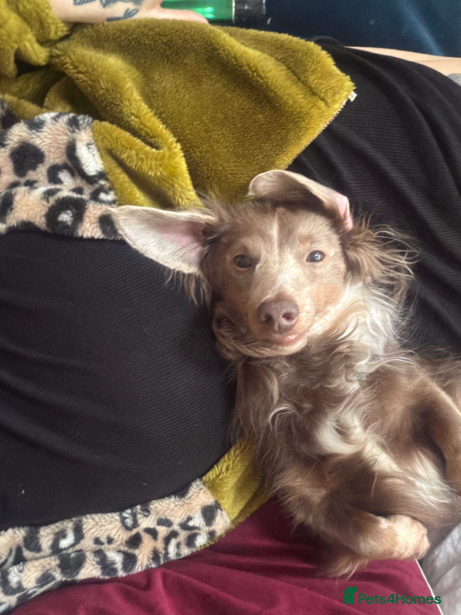 Mixed Breed dogs Miniature dachshund cross Biggie age approx 4-6 - Advert 2