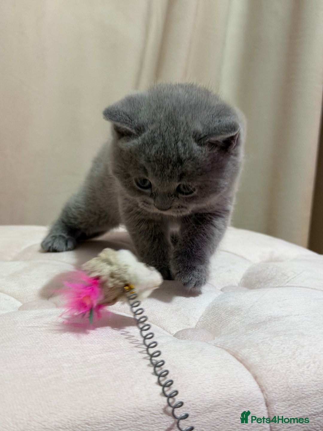 Scottish Fold cats for sale: Scottish Fold/ Straight kitties  - Advert 22