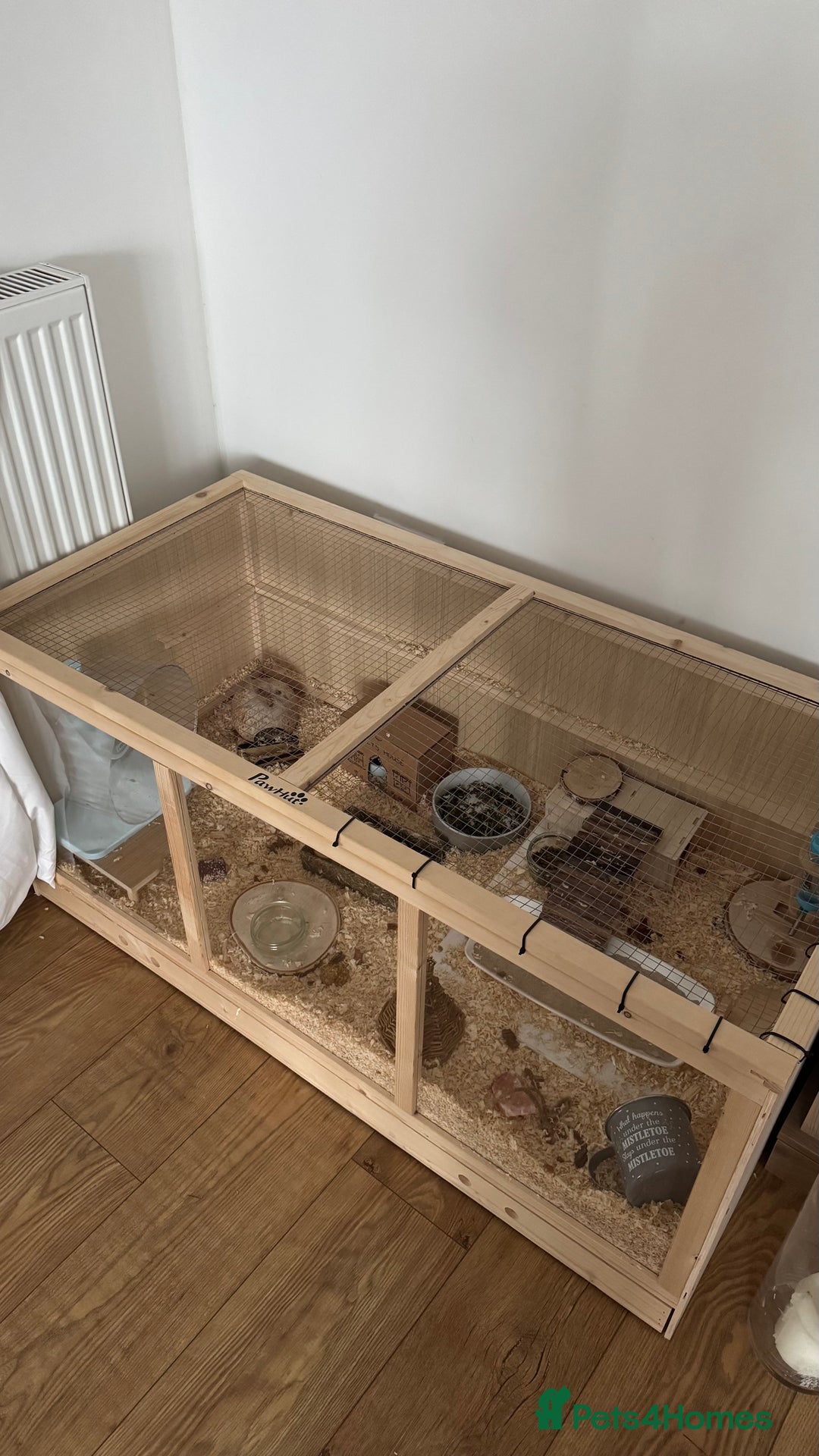 Hamster rodents for sale: Roborovskia Drawf Hamster - Image 3