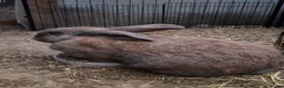 Continental Giant rabbits for sale: Beautiful and big continental giants  - Advert 5