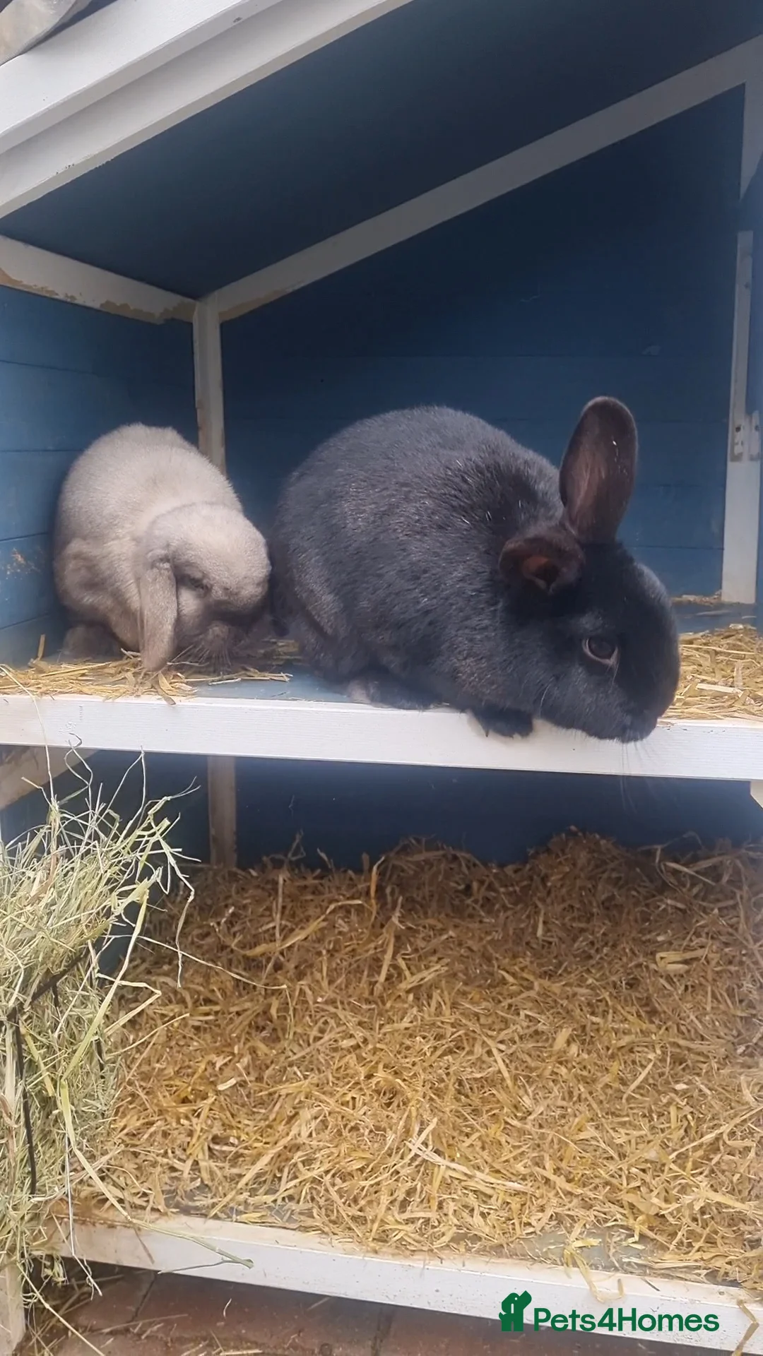 Mixed Breed rabbits for sale: Bonded adult Rabbits  - Advert 7