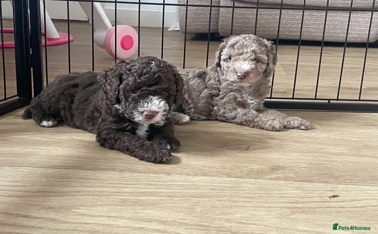 Cockapoo dogs - Advert 16