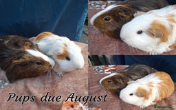 Guinea Pig rodents for sale: Beautiful Baby Guinea Pigs - Image 18