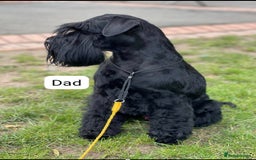 Miniature Schnauzer dogs for sale: Miniature Schnauzer puppies - Image 3