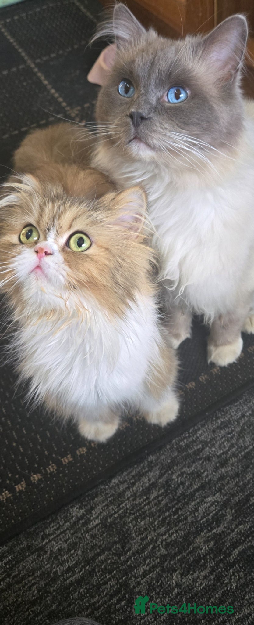 Persian cats Persian cross Ragdoll kittens - Advert 3