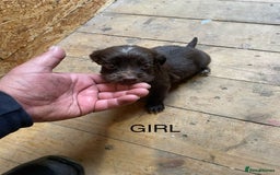 Cocker Spaniel dogs for sale: Cocker spaniels - Image 2