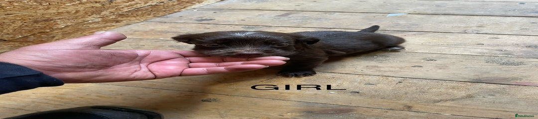Cocker Spaniel Puppy 1
