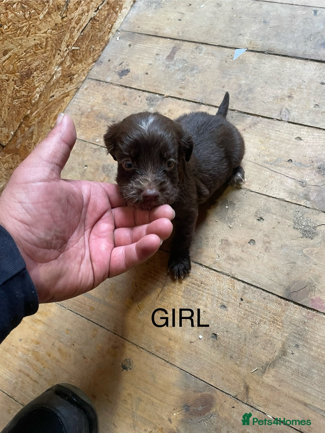 Cocker Spaniel dogs for sale: Cocker spaniels - Image 2