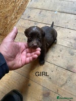 Cocker Spaniel dogs - Advert 10