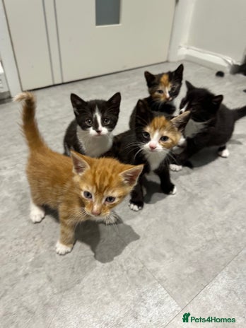 Mixed Breed cats Cute kittens - Advert 1