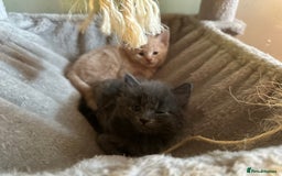 Domestic Shorthair cats for sale: Cute kittens in Dagenham - Image 18