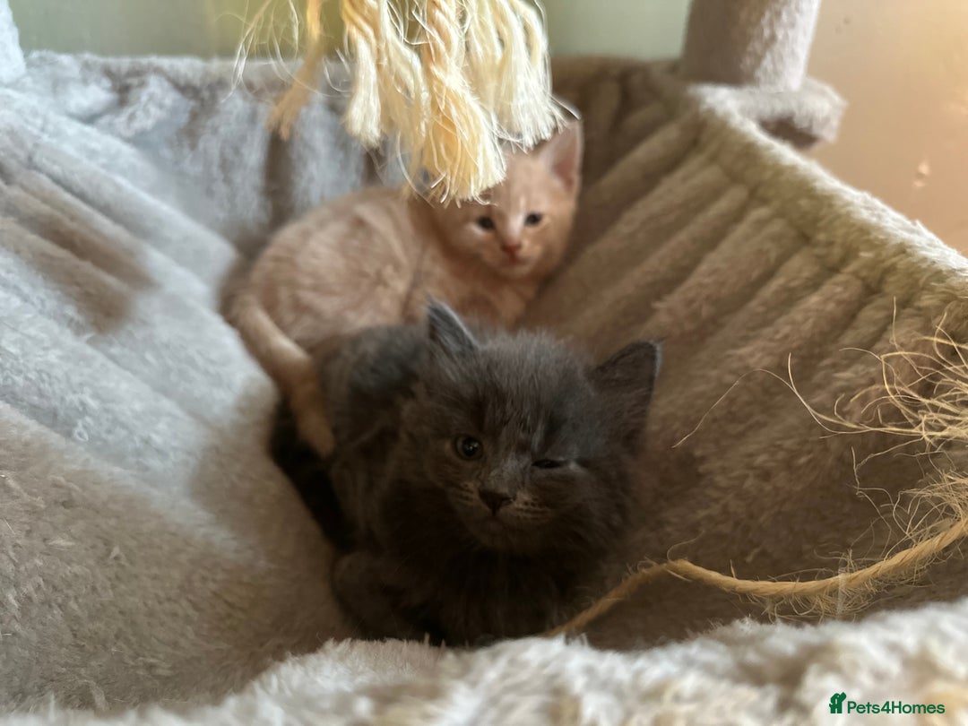 Domestic Shorthair cats for sale: Cute kittens in Dagenham - Image 18