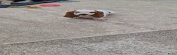 Basset Hound dogs for sale: Basset Hound pups KC registered  - Advert 5