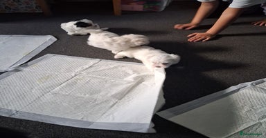 Mixed Breed dogs - Advert 5
