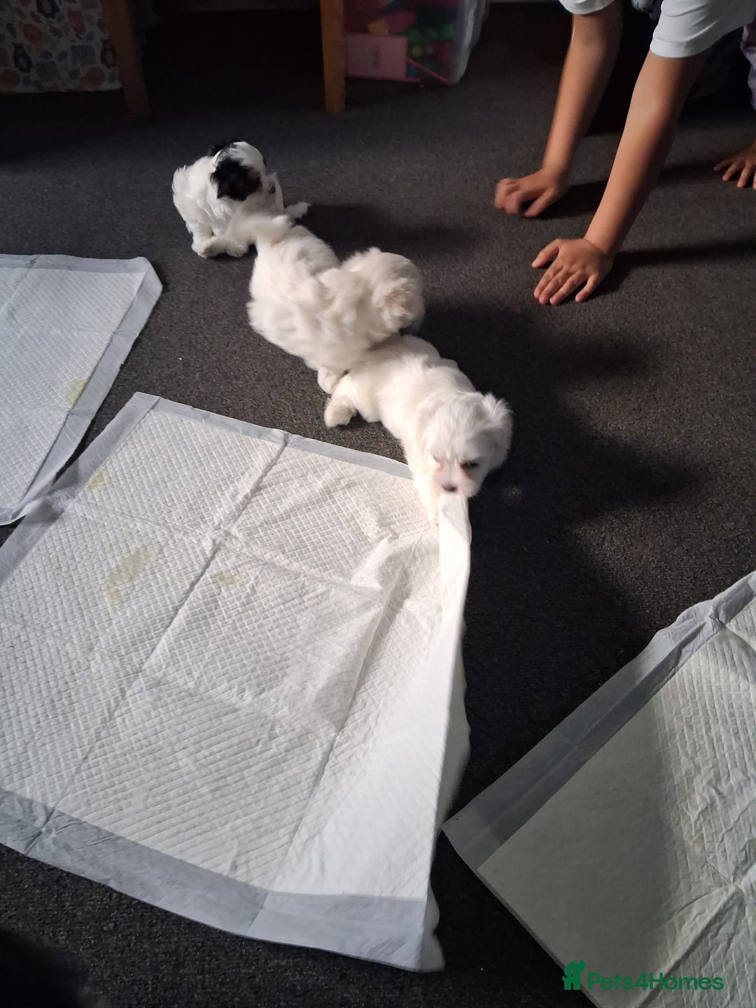 Mixed Breed dogs for sale: Beautiful Maltipoo Puppies 💙 - Image 2
