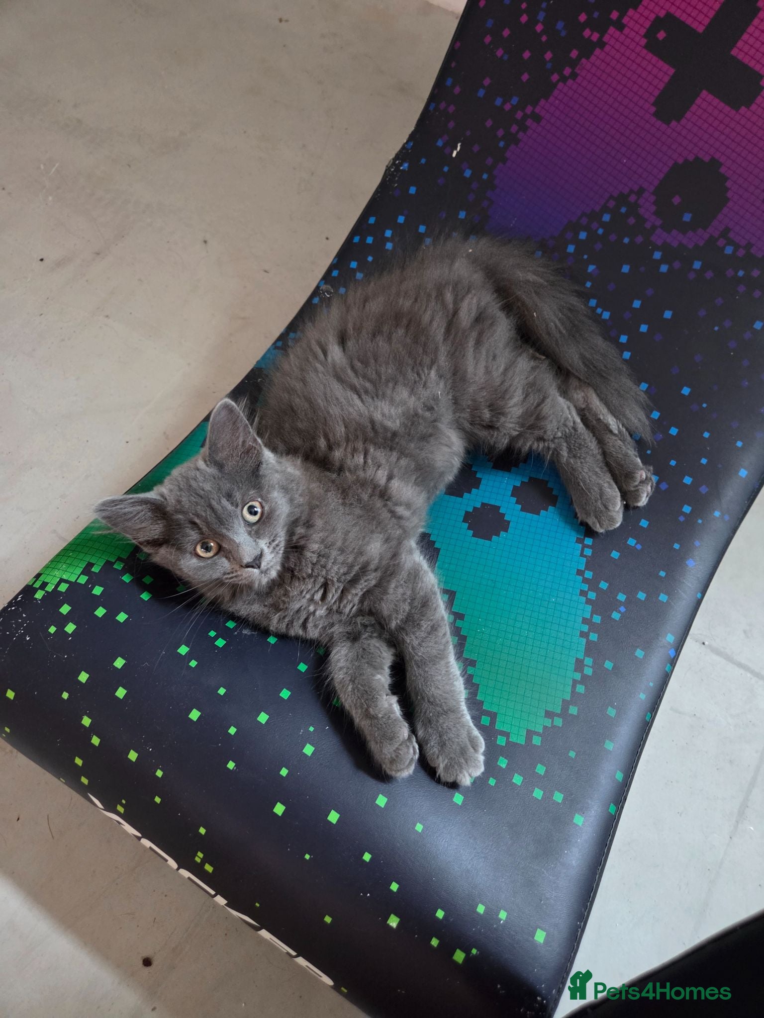 Mixed Breed cats Loving grey girl kitten - Advert 6