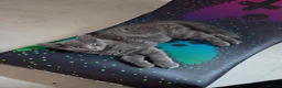 Mixed Breed cats for sale: Loving grey girl kitten - Advert 1