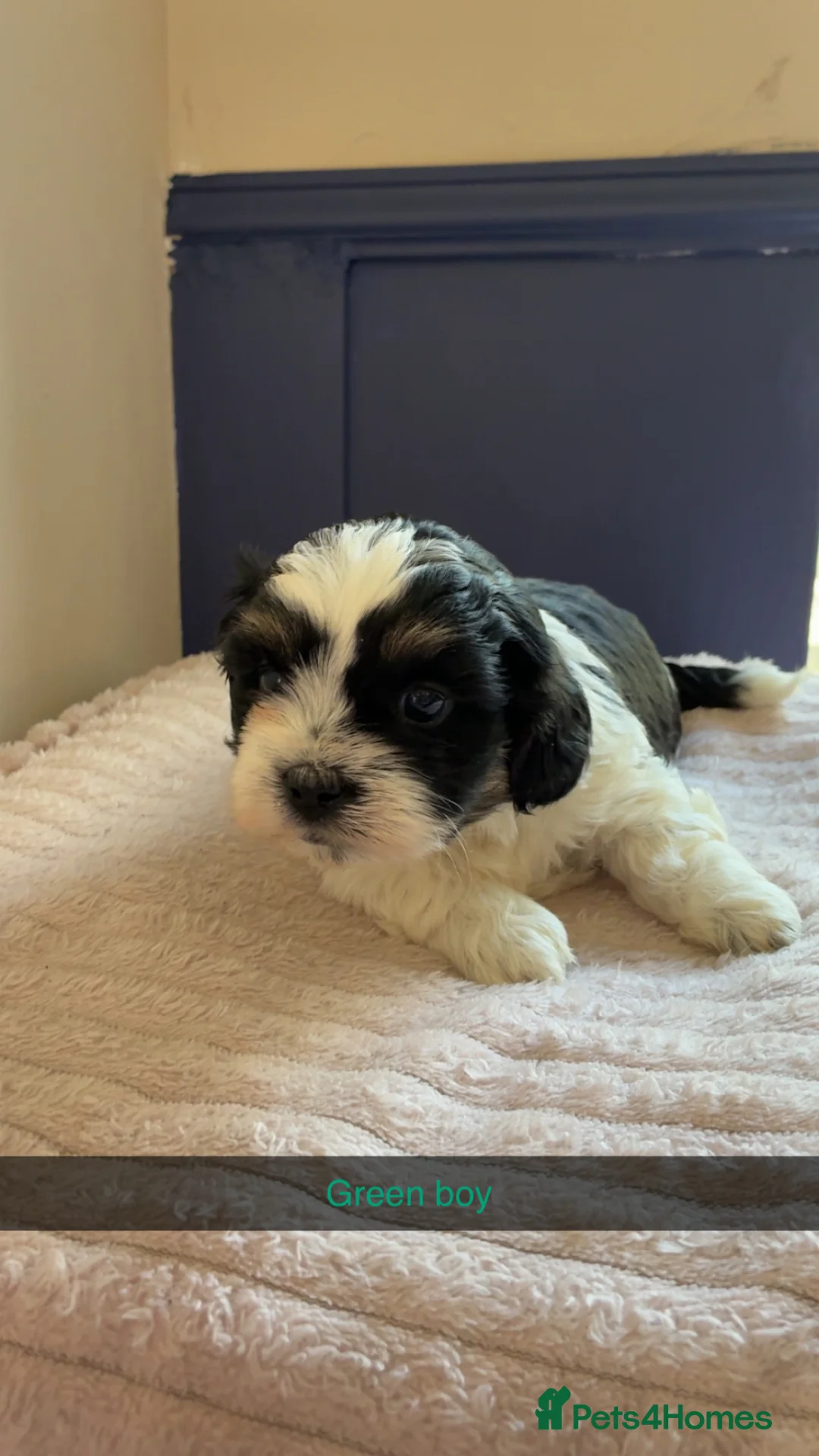 Shihpoo dogs for sale: Shihpoo puppies - Advert 15