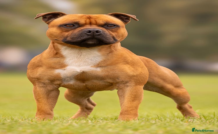 Staffordshire Bull Terrier dogs - Advert 3