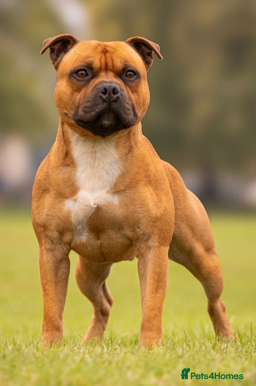 Staffordshire Bull Terrier dogs for stud: 🥨 Crufts Qualified Red SBT Stud 🥨 - Image 1