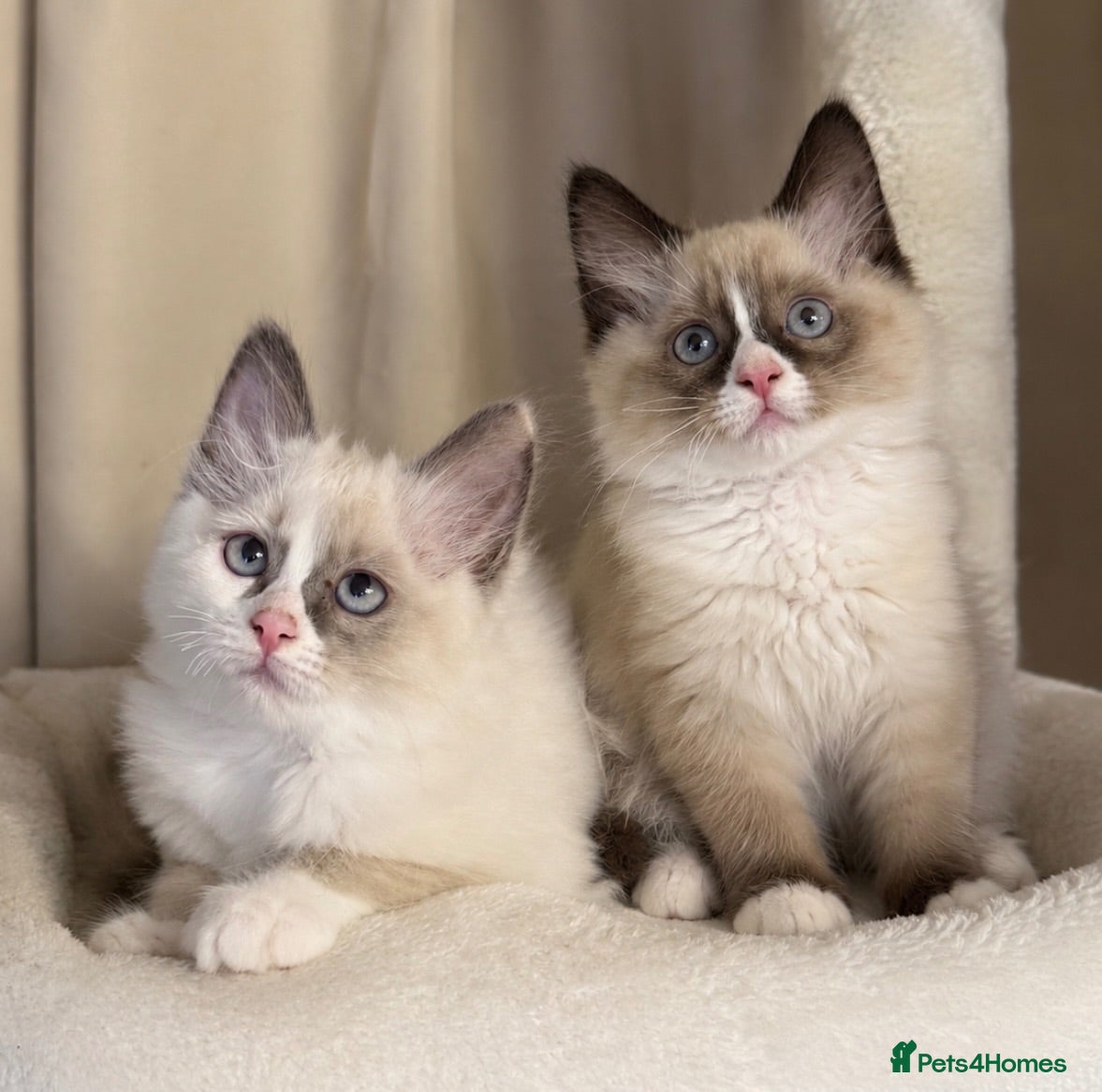 Ragdoll cats 💙 Stunning Purebred Ragdoll kittens  - Advert 18