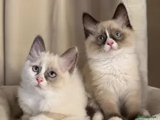 Ragdoll cats 💙 Stunning Purebred Ragdoll kittens - Advert 18